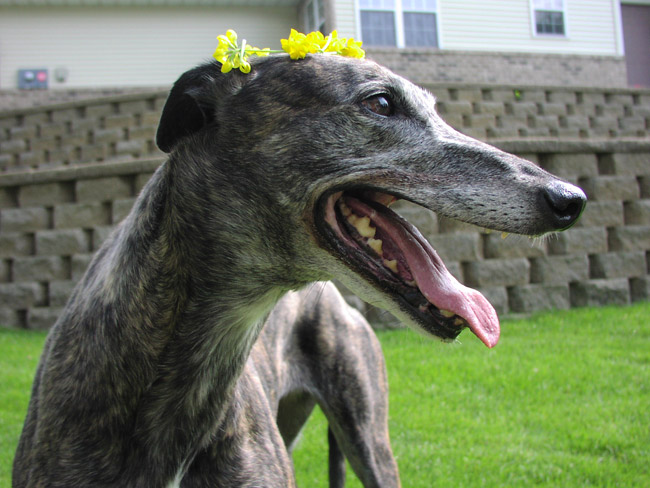 Annie The Serene Queen