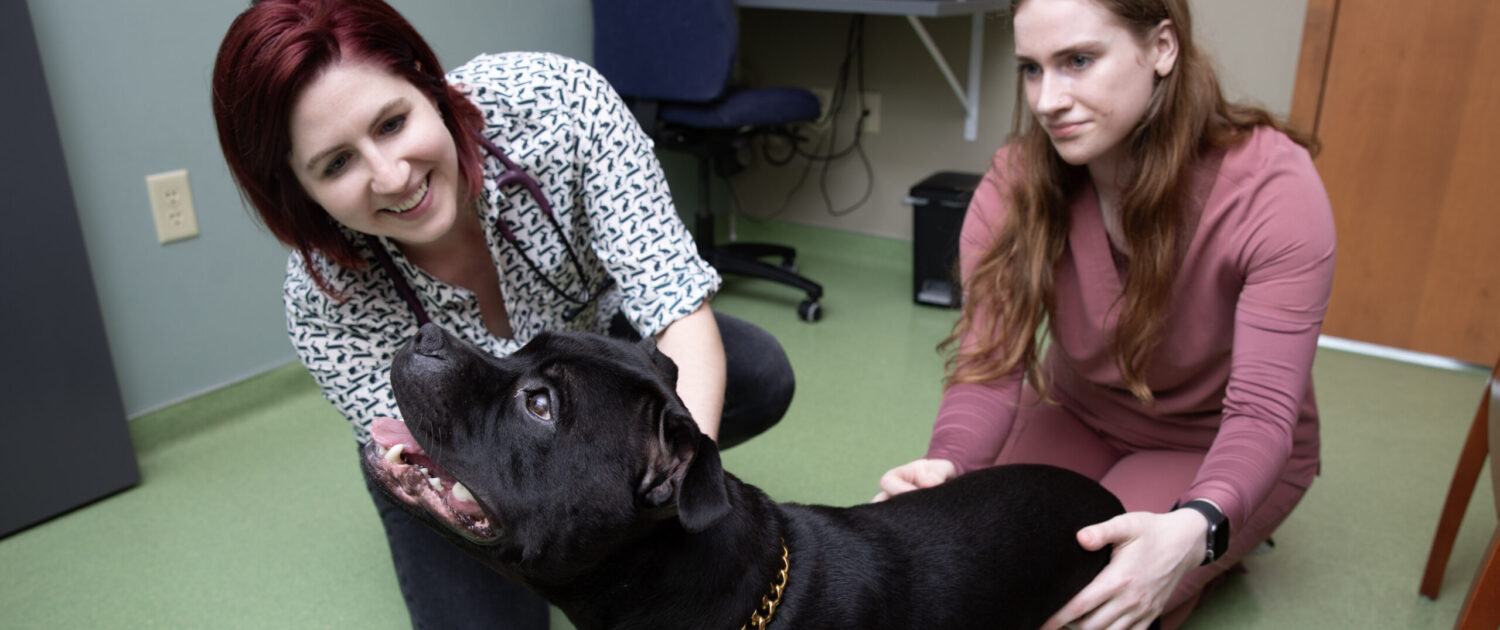 Staff with dog patient