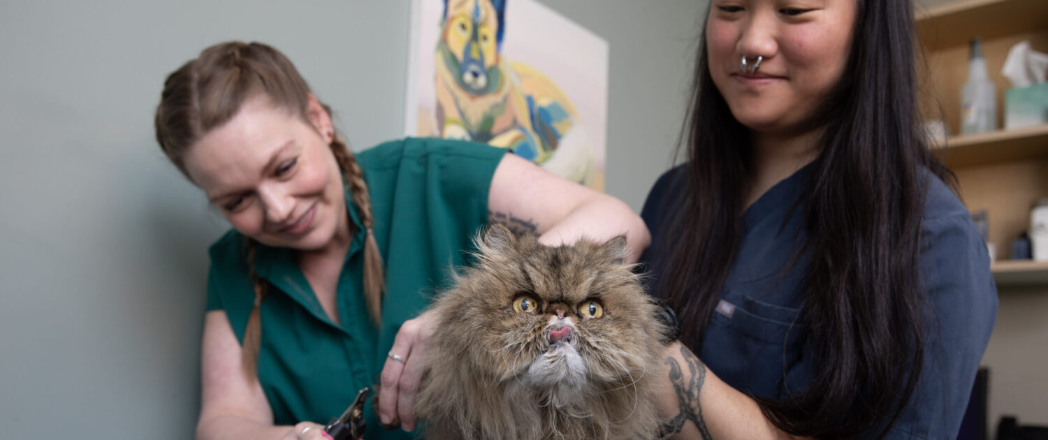 Staff with cat patient
