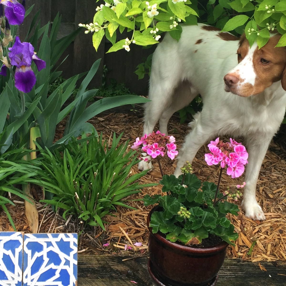 Sovereign's All in the Jeans JH ACT2 CGC "Levi"